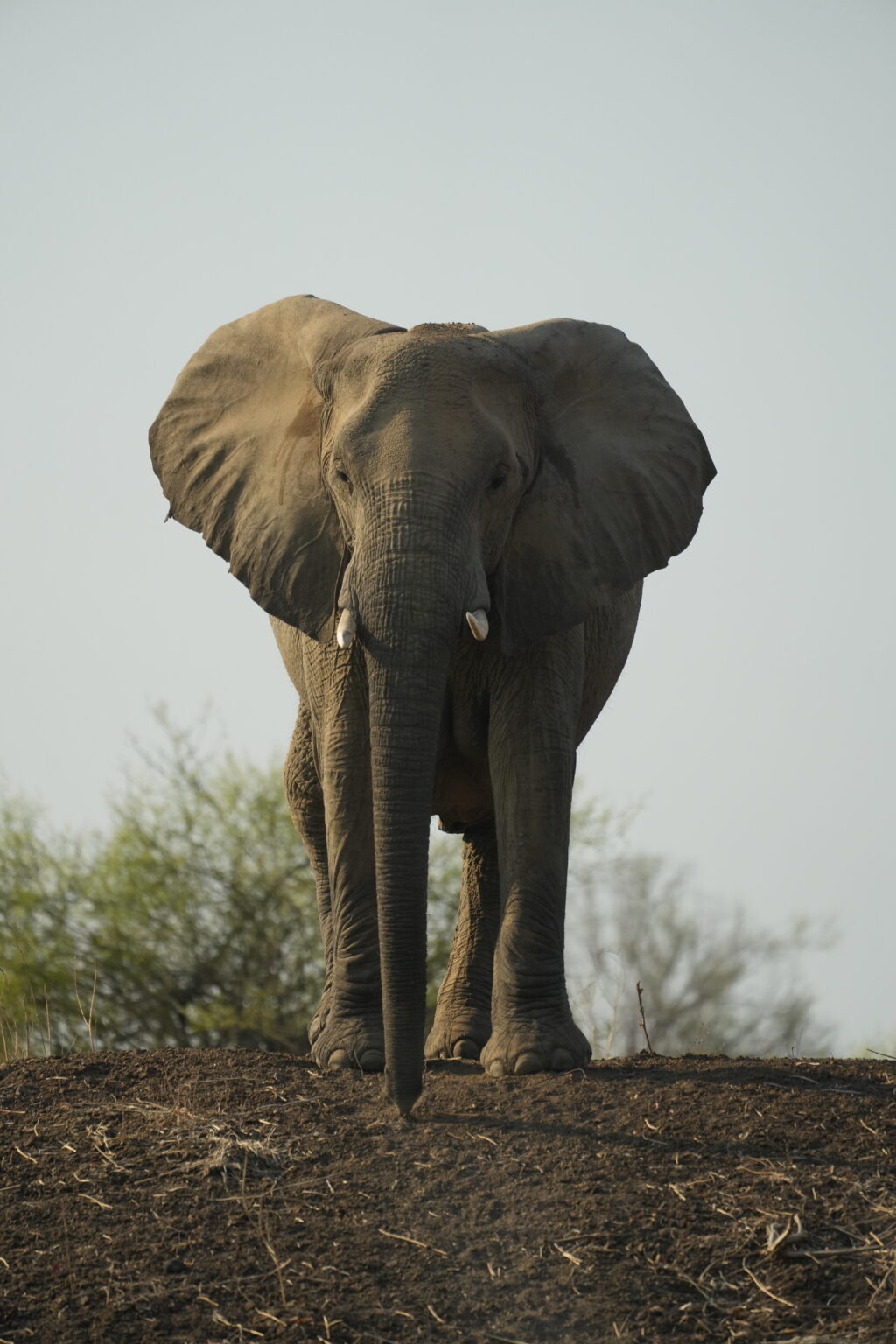 Safari de la tarde