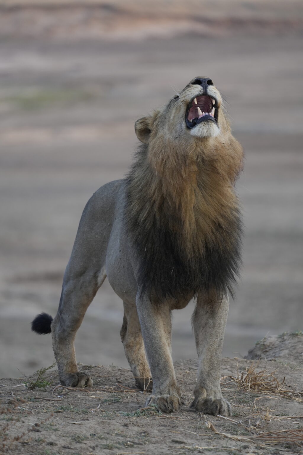 Safari de la mañana