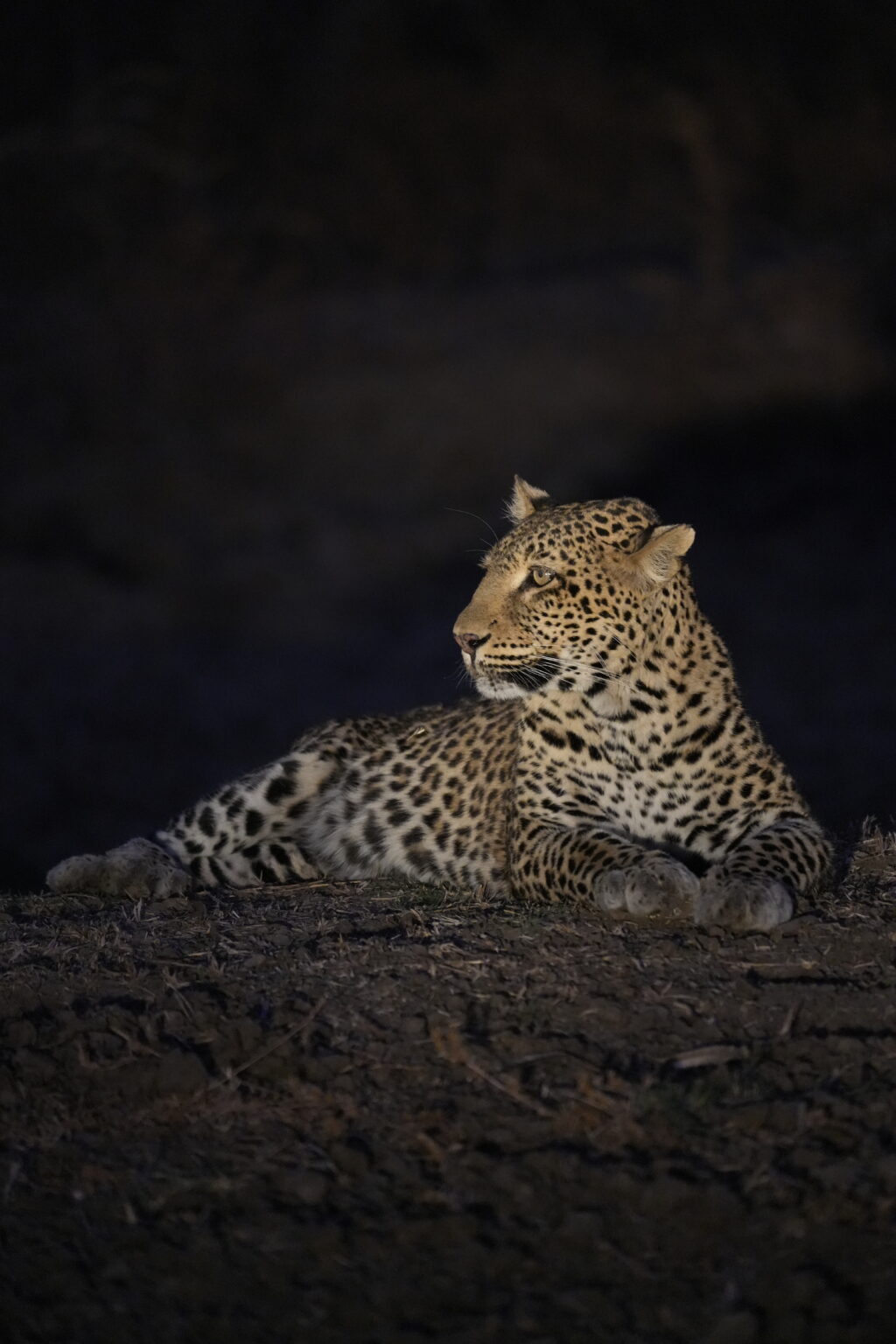 Safari nocturno